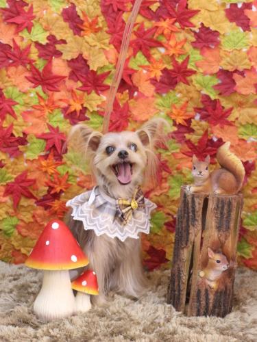 20241109ココちゃん